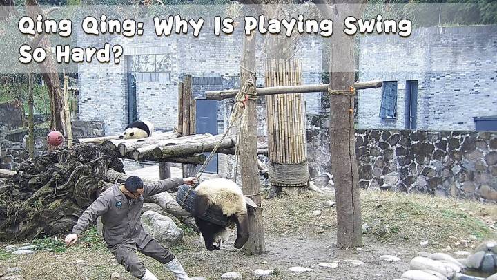 Qing Qing: Why Is Playing Swing So Hard? | iPanda