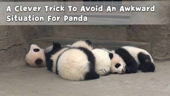 A Clever Trick To Avoid An Awkward Situation For Panda | iPanda